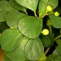 Ficus Diversifolia